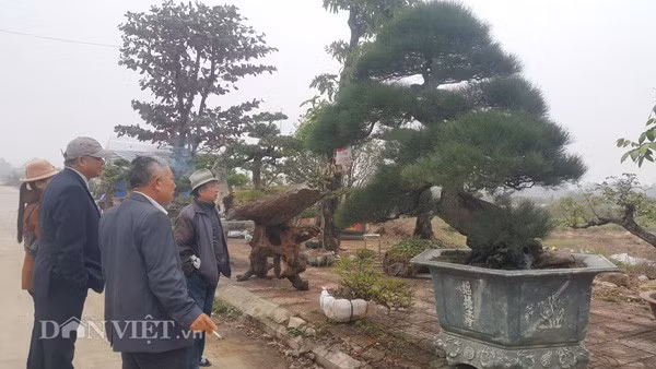 Hiện, cây phi lao kiểng của ông đang thu hút nhiều khách đến thăm quan, hỏi mua.