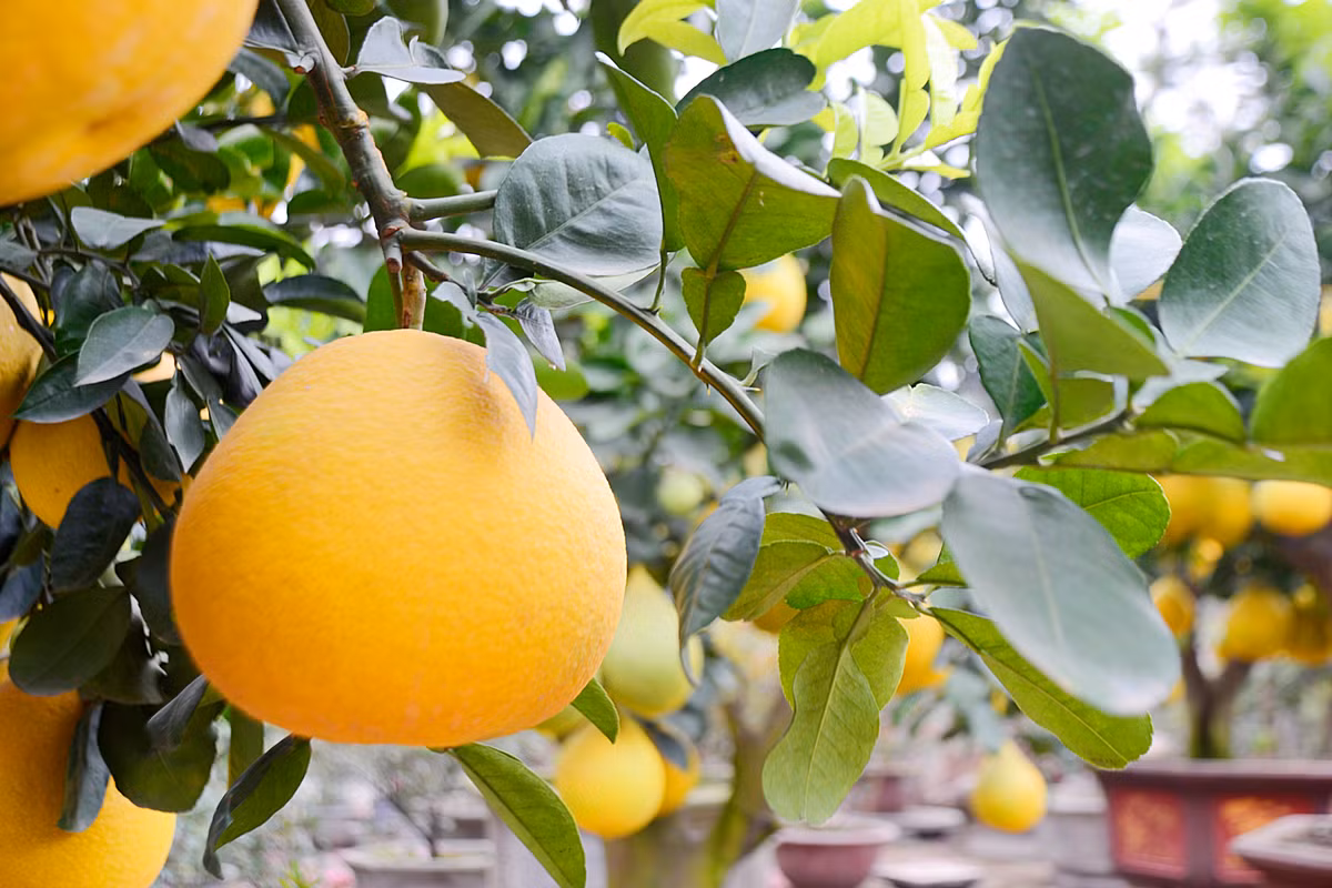 ... da vàng, bóng mịn.