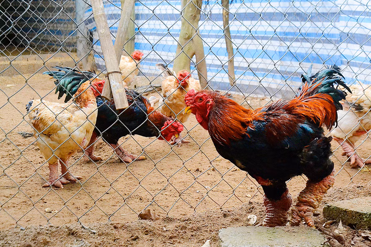 Đây đều là gà tuyển chọn, trong đó có phân nửa đã được khách hàng đặt trước để làm quà biếu, chờ gần Tết mới đến bắt. Nhiều người sợ hết nên đã đặt từ đầu tháng 11 âm lịch.