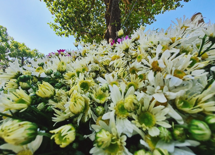 Cúc họa mi đầu mùa thường có ưu điểm là cánh hoa to, nhị vàng hơn.