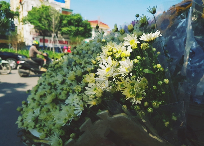 Hầu hết, dân buôn có được hoa cúc họa mi đầu mùa từ các nhà vườn ở Tây Tựu, Tây Hồ.