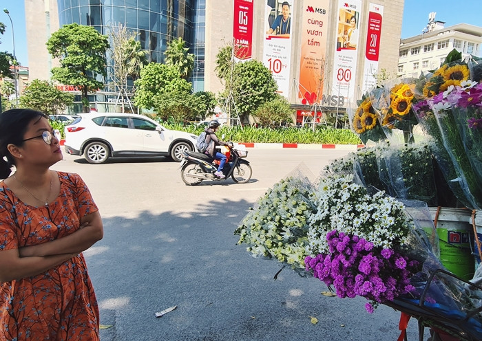 Những bông cúc họa mi thu hút ánh nhìn say mê của người Hà Nội.