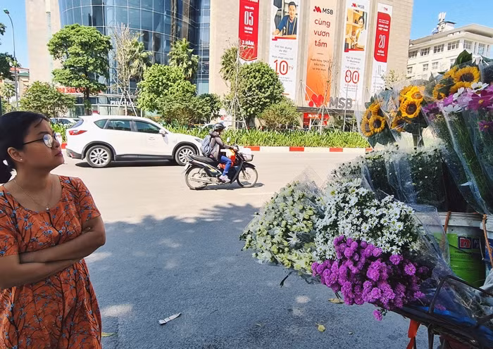 Những bông cúc họa mi thu hút ánh nhìn say mê của người Hà Nội.