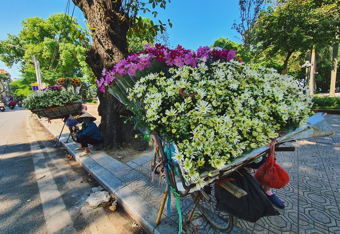 Mỗi vụ hoa cúc họa mi chỉ kéo dài trong khoảng 3 tuần nên dân buôn đều tranh thủ nhập hàng sớm phục vụ những người yêu thích loài hoa này.