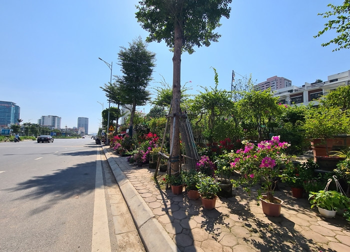 Hộ dân kinh doanh cây cảnh, vẫn bày bán các chậu hoa khắp vỉa hè.