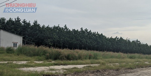 Dia oc Duc Anh “ve” du an “ma” o Binh Phuoc cau khach... vi pham phap luat?-Hinh-2