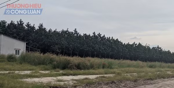 Dia oc Duc Anh “ve” du an “ma” o Binh Phuoc cau khach... vi pham phap luat?-Hinh-2