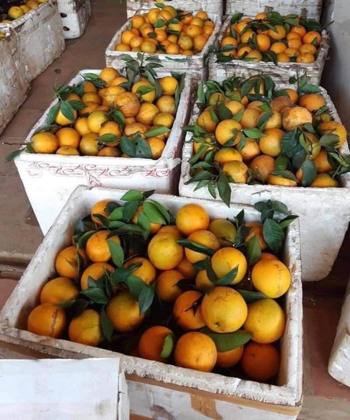 Ban đầu, nếu chỉ nhìn thoáng qua, vẻ bề ngoài của cam Cao Phong và cam Trung Quốc đều khá giống nhau. Nhưng khi người mua nhìn kỹ sẽ thấy, từ màu sắc cho đến hình dáng quả cam Cao Phong (Hòa Bình) với cam Trung Quốc khác nhau hoàn toàn. (Ảnh: Cam Cao Phong).