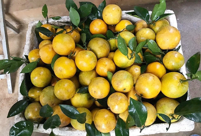 Nhiều người cũng có thể phân biệt cam Cao Phong và cam Trung Quốc dựa vào mùa vụ cam, nhưng điều này cũng chỉ tương đối. Theo đó, thời gian bắt đầu thu hoạch của cam Cao Phong khoảng từ đầu tháng 10 Âm lịch, thời điểm rộ nhất là từ tháng 11 Âm lịch. Trong khi, cam vỏ xanh Trung Quốc thường rải rác xuất hiện liên tục trên thị trường, có nhiều vào tháng 8, tháng 9 hàng năm. (Ảnh: Cam Cao Phong).