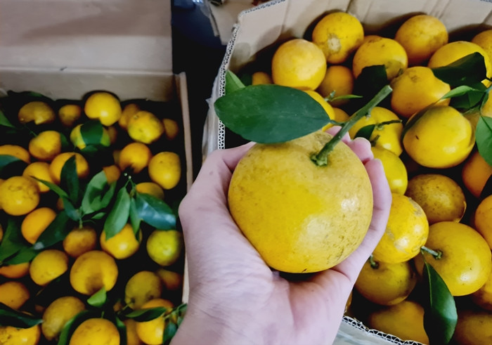 Quả cam Cao Phong có cùi dày.