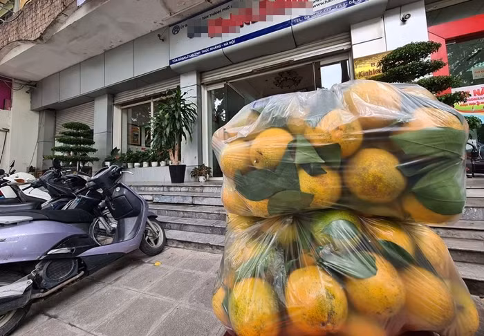 Đáng chú ý, trên thị trường ở Hà Nội, nhất là hàng rong rao bán nhiều loại cam “đội lốt” cam Cao Phong với giá từ 20-25 nghìn đồng/kg. Với mức giá này khả năng cao đó là cam Trung Quốc bởi cam Cao Phong vào chính mùa khi xuống chợ sẽ có giá từ 35 - 50 nghìn đồng/kg. (Ảnh: Cam Cao Phong).