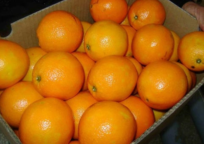 Trong khi đó, kích cỡ quả cam Trung Quốc thường đều nhau, trọng lượng giữa các quả tương đương như nhau. Cam có màu vàng tươi, sậm, óng ả..