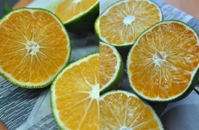 Cam Trung Quốc khi bổ ra ít hạt hoặc không có hạt, không có mùi thơm đặc trưng. Phần cùi cam hơi nhạt màu. Nếu ăn vào thấy vị ngọt rõ rệt nhưng mùi lại hơi ủng.