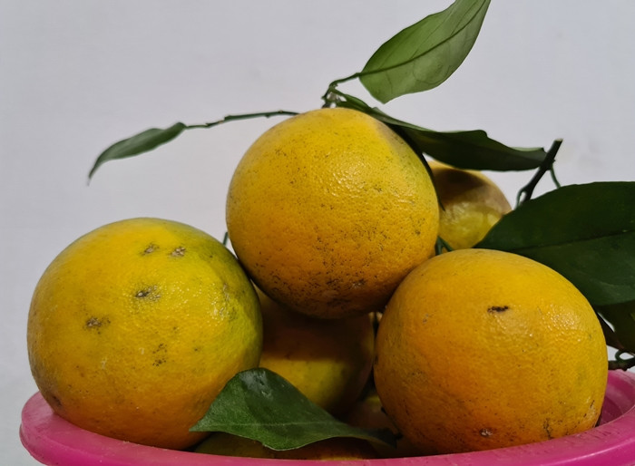 Đối với cam Cao Phong, có quả to, quả nhỏ, không đồng đều. Cam có vỏ màu vàng nhạt, mọng nước, không vàng óng như cam Trung Quốc.