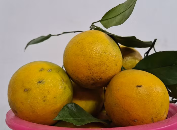 Đối với cam Cao Phong, có quả to, quả nhỏ, không đồng đều. Cam có vỏ màu vàng nhạt, mọng nước, không vàng óng như cam Trung Quốc.