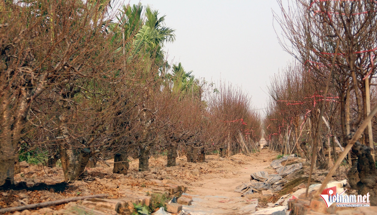 Giá đào Tết tăng, hoa 'lười' nở khiến chủ vườn mất ăn mất ngủ Gia dao Tet tang, hoa 'luoi' no khien chu vuon mat an mat ngu