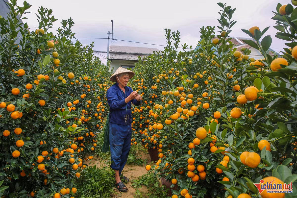 Quất cảnh miền Trung được mùa bội thu, thương lái “ôm” hết hàng - Hình 3 Quat canh mien Trung duoc mua boi thu, thuong lai “om” het hang-Hinh-3