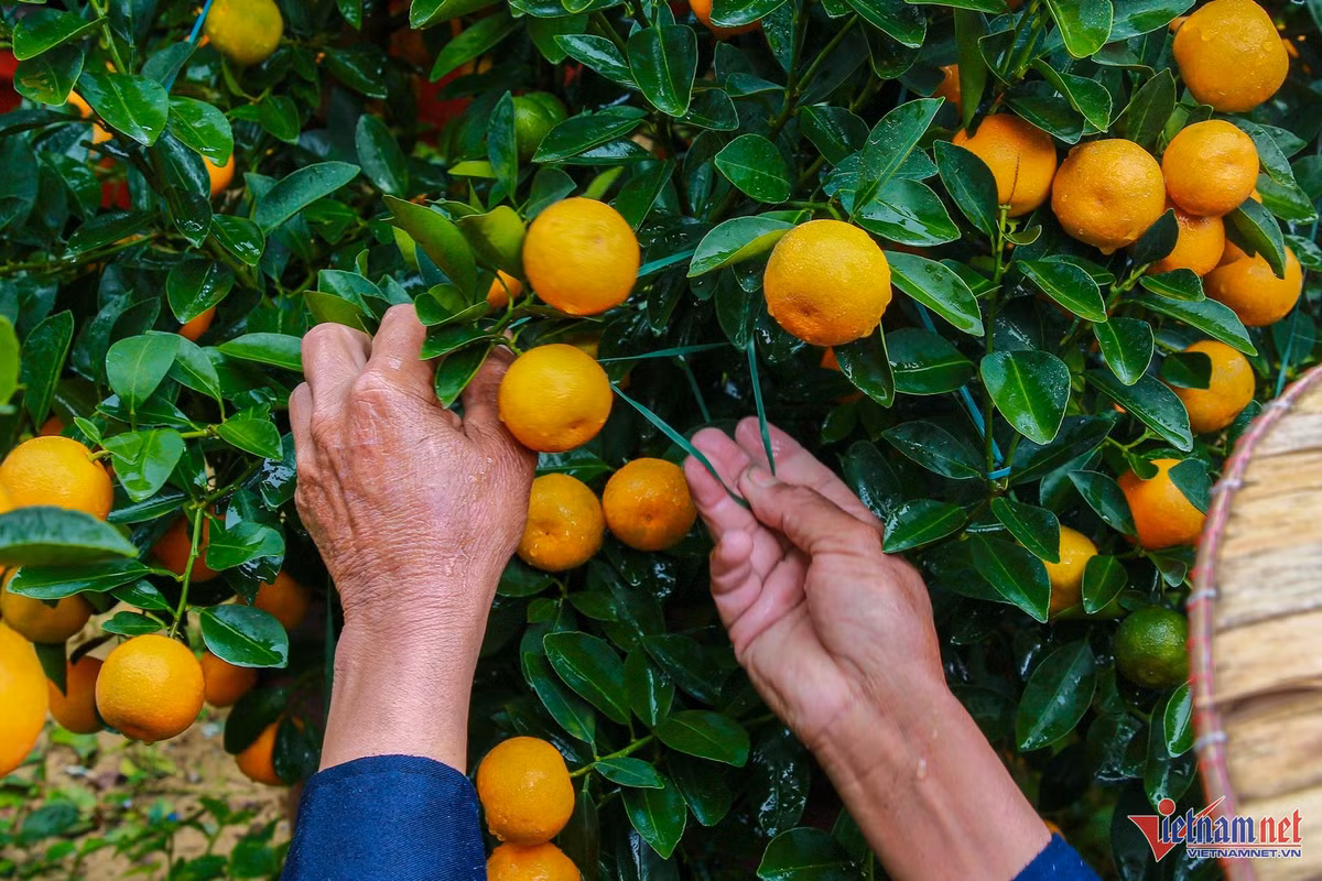 Quất cảnh miền Trung được mùa bội thu, thương lái “ôm” hết hàng - Hình 4 Quat canh mien Trung duoc mua boi thu, thuong lai “om” het hang-Hinh-4