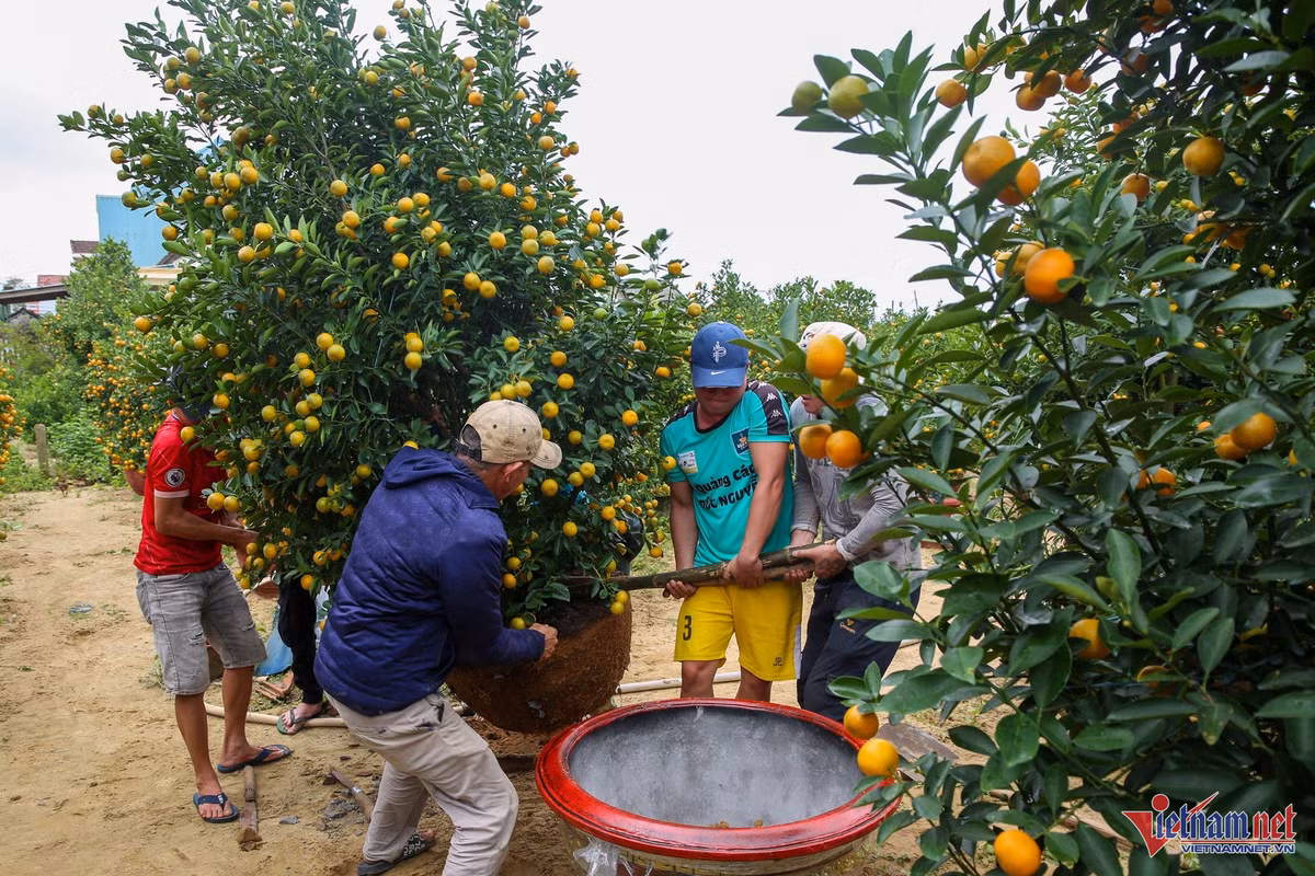 Quất cảnh miền Trung được mùa bội thu, thương lái “ôm” hết hàng - Hình 5 Quat canh mien Trung duoc mua boi thu, thuong lai “om” het hang-Hinh-5