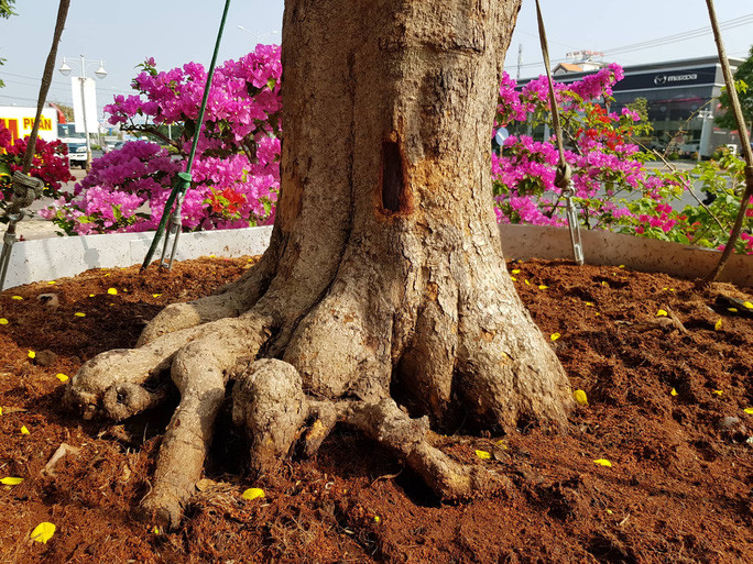 Cây mai có gốc khá to, thân dài.