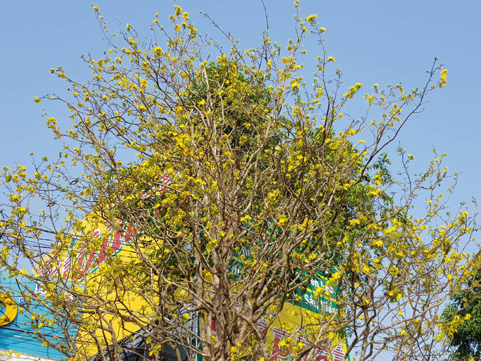 Mai cổ hơn 100 năm tuổi có nhiều nụ và bắt đầu nở hoa.