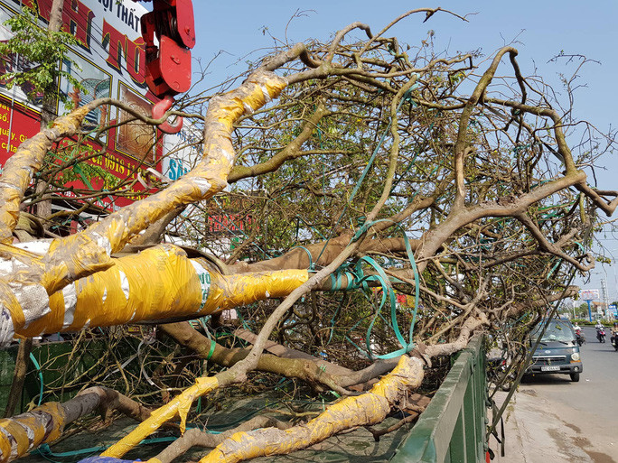 "Để cây mai ra hoa đúng Tết, tôi thuê 4 người lặt lá trong 3 ngày. Để chở đến đây bày bán, tôi phải thuê xe tải. Cây mai này lớn tự nhiên, không phải gốc ghép. Tôi rao bán mai cổ giá 2,4 tỉ đồng, hy vọng sẽ có người mua", chị Linh cho biết.