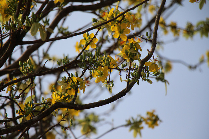 Theo tiết lộ của chị Linh, cây mai vàng này được chị mua từ một người ở Trà Vinh hơn 1 năm trước. Lúc ấy, cây mai khá to, phải thuê nhiều người bứng và cẩu bằng xe tải về chăm sóc. Đến nay, cây mai này cao 9 m, tán rộng 6 m và gốc to hơn 1 m.