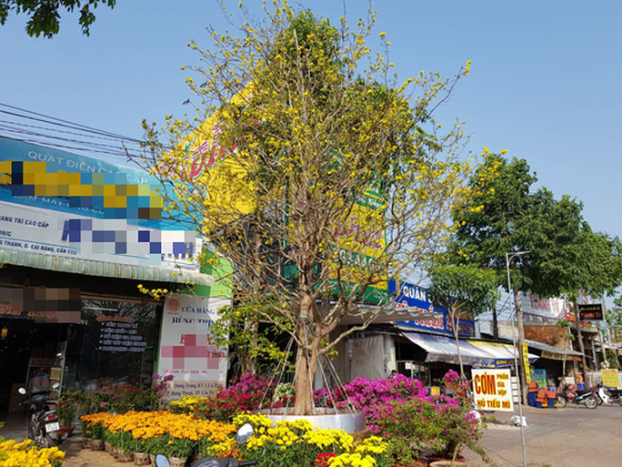 Ngắm mai cổ hơn 100 tuổi được rao giá 2,4 tỷ ở Cần Thơ Ngam mai co hon 100 tuoi duoc rao gia 2,4 ty o Can Tho