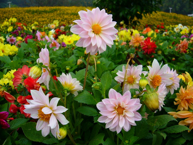 Nếu bạn là người làm ăn kinh doanh thì sắp tới sẽ có hưng hợp đồng lớn mang lại cho bạn nhiều lợi nhuận tiền vô như nước. 