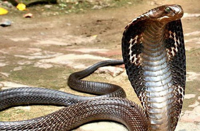 Khi bạn mơ thấy điều này trong đó mơ thấy rắn vào nhà là một điềm lành, chứng tỏ tài lộc của bạn sắp tới với bạn hãy chuẩn bị tinh thần đổi đời đi nhé. 