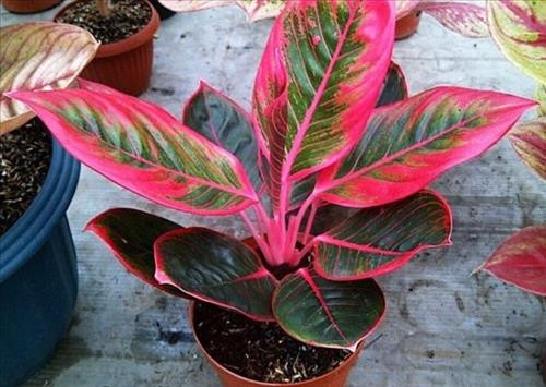 5 loai cay trong trong nha vao ngay Tet giup goi tai loc gap 10 lan