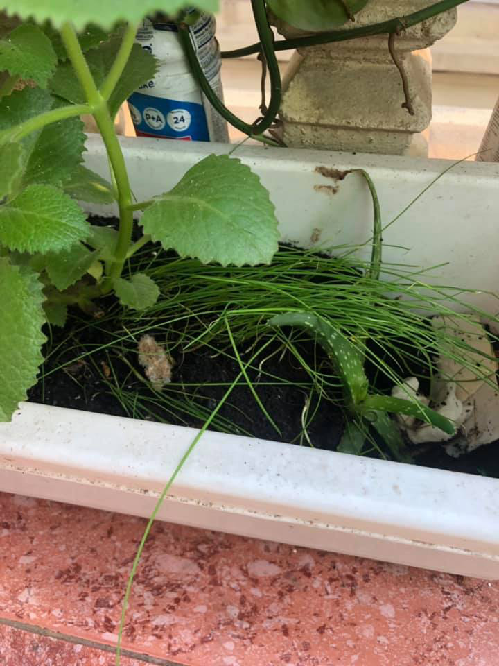 Vo lui cui trong he cho con nho, chong nho sach va cai ket-Hinh-2