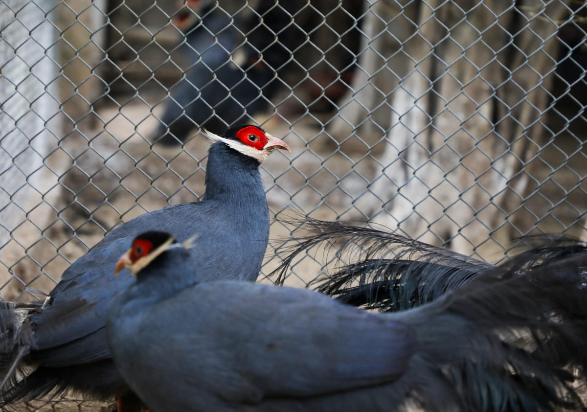 Cap ga co gia 15 trieu dong hut khach dip Tet Canh Ty 2020