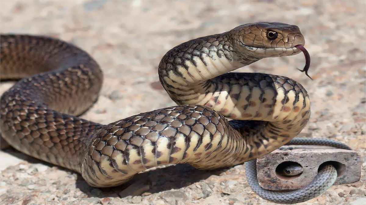 Chính vì vậy, khi bạn gặp rắn gắn liền với một số mặt tinh thần, vì thế đừng giết hại chúng mà hãy né tránh chúng để đảm bảo an toàn cho mình. Ngoài ra, bạn cũng không nên tìm cách làm rắn sợ nó sẽ tấn công và gây nguy hiểm cho bản thân. Tuy nhiên, nếu đó là rắn độc thì bạn nên thông báo cho mọi người để phòng tránh rủi ro. 