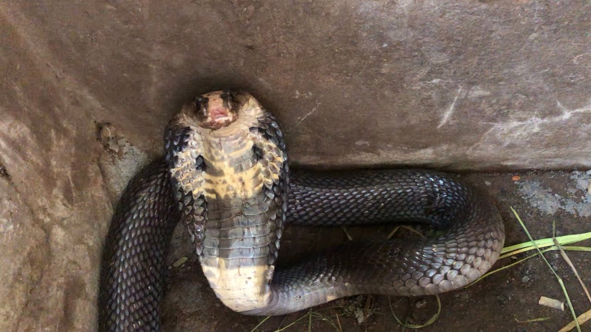 Gặp rắn bất ngờ: Rắn là một loài mà hầu như ai cũng sợ bởi vậy chẳng ai muốn gặp rắn nhưng nếu vô tình gặp nó, tức là bạn cũng đang gặp may bởi trong cuộc sống của bạn sắp co quý nhân trợ giúp công việc hanh thông, thuận lợi có tiền bạc chảy vào nhà. 