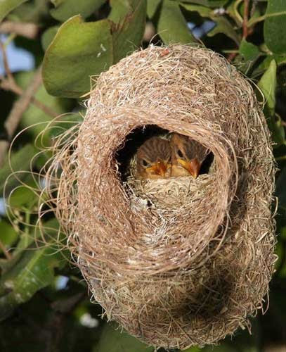 Những ngôi nhà này thường giúp gia chủ vượng đường con cái, gặp nhiều nhiều chuyện vui liên tiếp. Do đó, khi bạn phát hiện nhà mình có chim hoặc ong về xây tổ thì nên giữ nguyên hiện trạng không nên xua đuổi chúng đi để tài lộc tới nhà. 