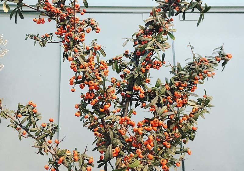 Canh hong la cua Trung Quoc, chi em lung mua choi Tet-Hinh-2