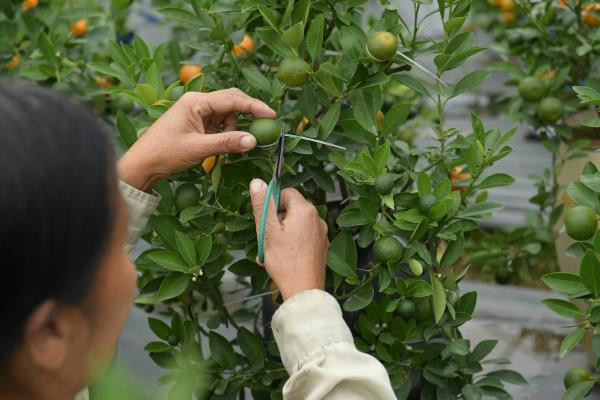 Tuy vậy, để làm ra quất hồ lô, bà phải trải qua nhiều lần thất bại. Quá trình chăm sóc quất hồ lô buộc người trồng phải nắm được thời gian nào phù hợp để thắt quả, tạo hình. Muốn buộc dây cho quất thì quả phải khô ráo để vòng dây giữ được sự cố định, không bị tuột. Người trồng cũng phải thật khéo léo, tránh làm xước vỏ khiến quả bị hỏng.