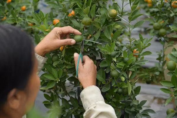 Tuy vậy, để làm ra quất hồ lô, bà phải trải qua nhiều lần thất bại. Quá trình chăm sóc quất hồ lô buộc người trồng phải nắm được thời gian nào phù hợp để thắt quả, tạo hình. Muốn buộc dây cho quất thì quả phải khô ráo để vòng dây giữ được sự cố định, không bị tuột. Người trồng cũng phải thật khéo léo, tránh làm xước vỏ khiến quả bị hỏng.