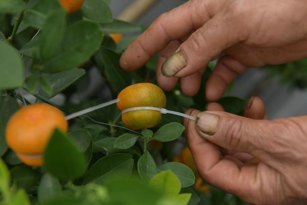 Mặc dù kỳ công chăm sóc nhưng bà Mai cho hay, giá quất hồ lô không hề đắt. Năm trước, một chậu quất hồ lô có giá khoảng 100.000 đồng, còn năm nay dự đoán giá chỉ 70.000 - 80.000 đồng/chậu.