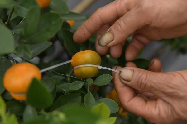 Mặc dù kỳ công chăm sóc nhưng bà Mai cho hay, giá quất hồ lô không hề đắt. Năm trước, một chậu quất hồ lô có giá khoảng 100.000 đồng, còn năm nay dự đoán giá chỉ 70.000 - 80.000 đồng/chậu.