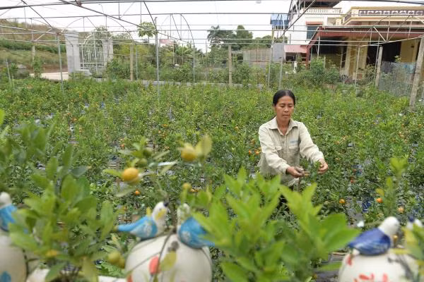 Cây quất cũng phải được lựa chọn kỹ càng, phải là cây có độ tuổi từ 2 năm trở lên mới đủ yêu cầu để chăm sóc theo chế độ riêng.