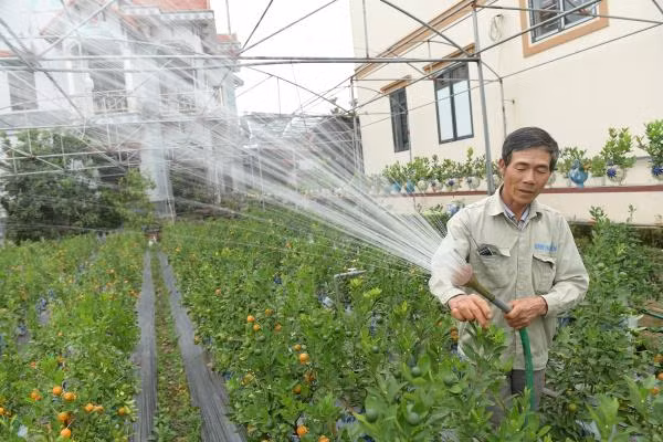 Chính vì giá rẻ nên hút được rất nhiều khách tìm mua. Hiện vườn nhà bà Mai đã bán được 1/2 số lượng.