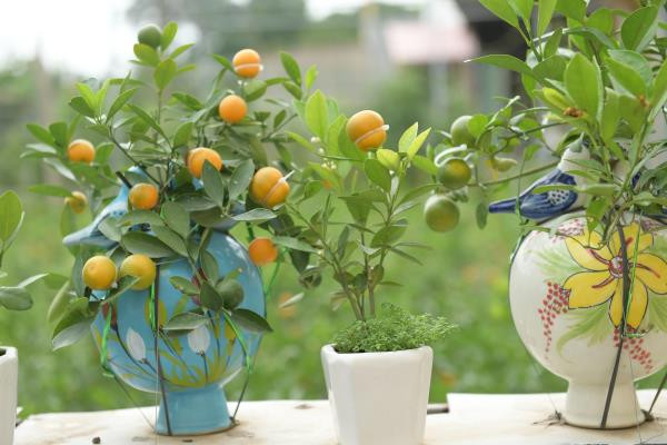 Quất hồ lô được trồng trong những chiếc bình xinh xắn, sẵn sàng phục vụ thị trường Tết Nguyên đán Canh Tý 2020.