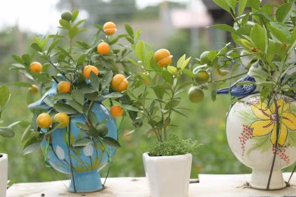 Quất hồ lô được trồng trong những chiếc bình xinh xắn, sẵn sàng phục vụ thị trường Tết Nguyên đán Canh Tý 2020.