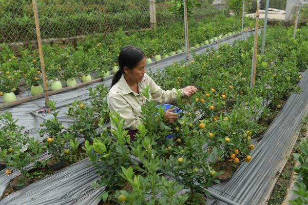 Gia đình bà Đỗ Thị Mai (Mễ Sở, Văn Giang, Hưng Yên) là người đầu tiên cho ra thị trường loại quất hồ lô mini và thu về hàng trăm triệu mỗi vụ.