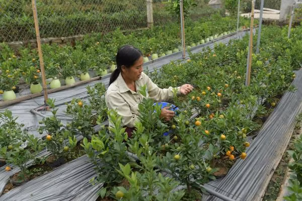 Gia đình bà Đỗ Thị Mai (Mễ Sở, Văn Giang, Hưng Yên) là người đầu tiên cho ra thị trường loại quất hồ lô mini và thu về hàng trăm triệu mỗi vụ.