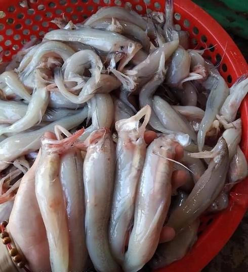 Thu o vung bien lam thuc an cho gia suc gio thanh dac san dat tien