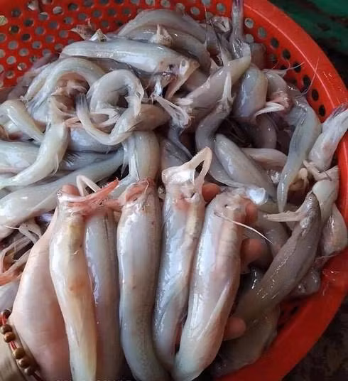 Thu o vung bien lam thuc an cho gia suc gio thanh dac san dat tien