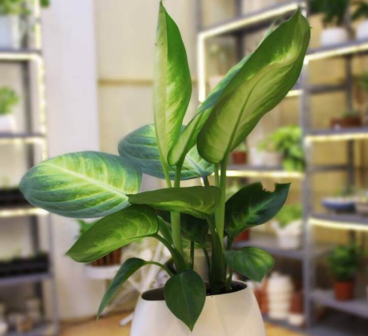 Loai cay phong duoc Than Tai 